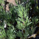 Scabland-sagebrush Artemisia-rigida 2