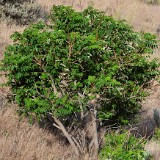 Smooth-sumac Rhus-glabra