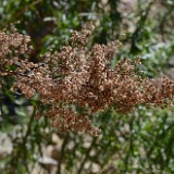 Wild-Tarragon Artemisia-dracunculus 3