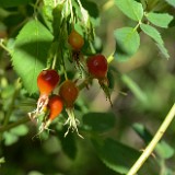 Woods-rose Rosa-woodsii 1