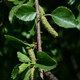 water-birch