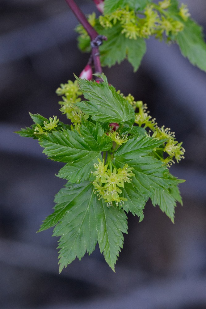 Acer-glabrum Rocky-mountain-maple