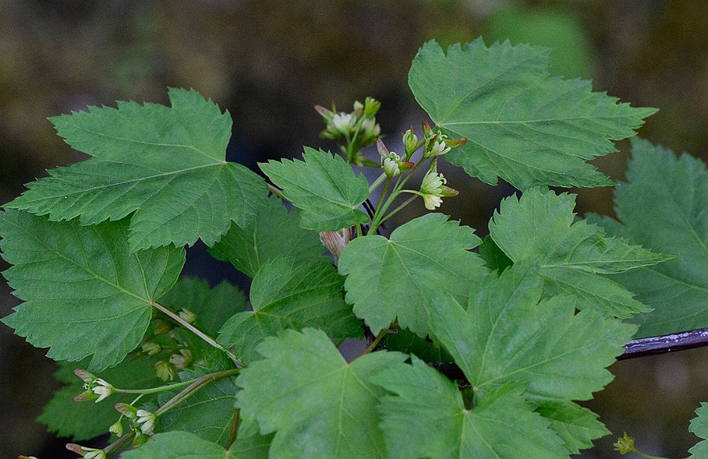 Acer-glabrum Rocky-mountain-maple 2