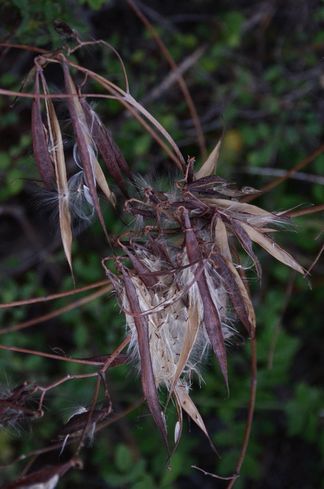 Apocynum-cannabinum Indian-hemp 3