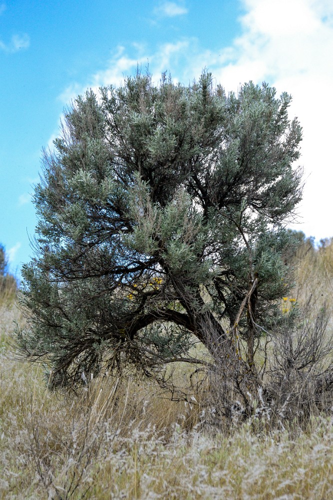 Artemisia-tridentata Big-sagebrush