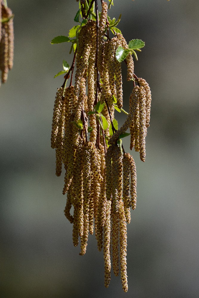 Betula-occidentalis Water-birch 1