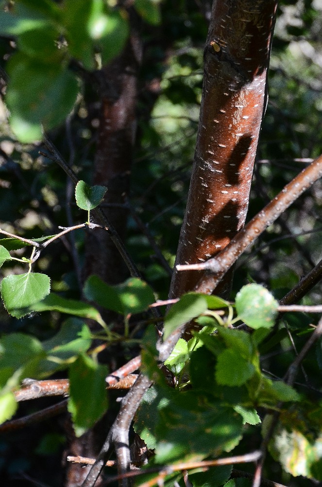 Betula-occidentalis Water-birch 3