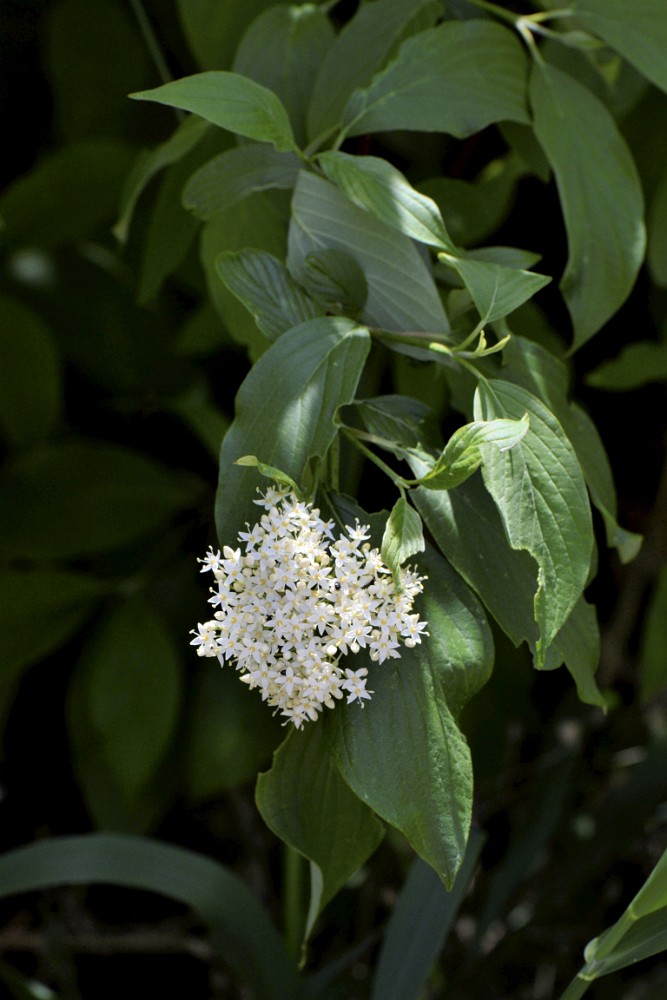 Cornus-stolonifera Red-osier-dogwood