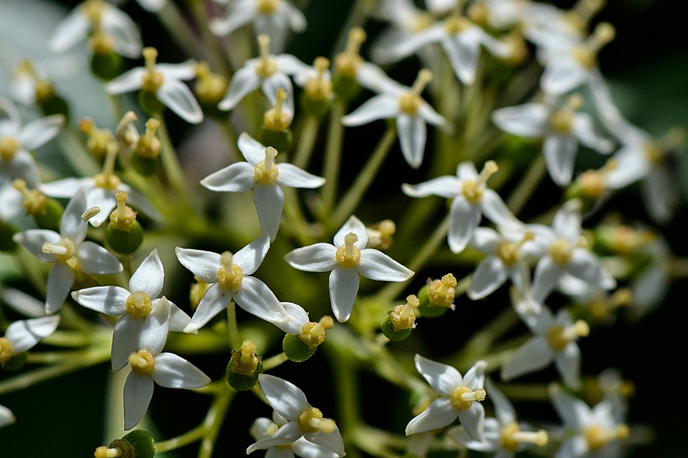 Cornus-stolonifera Red-osier-dogwood 1