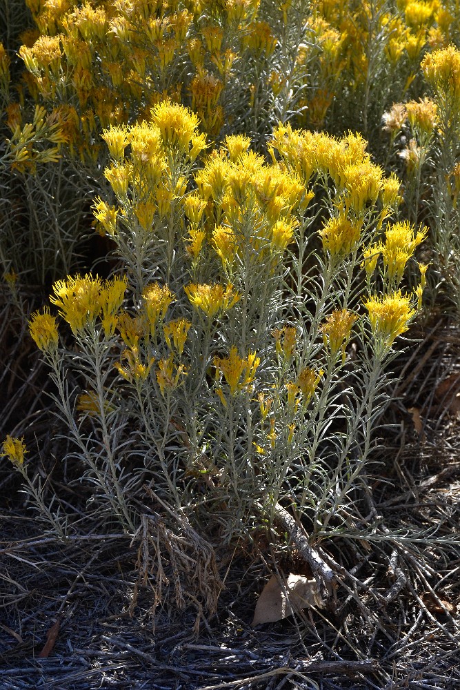 Ericameria-nauseosa Common-rabbit-brush 1