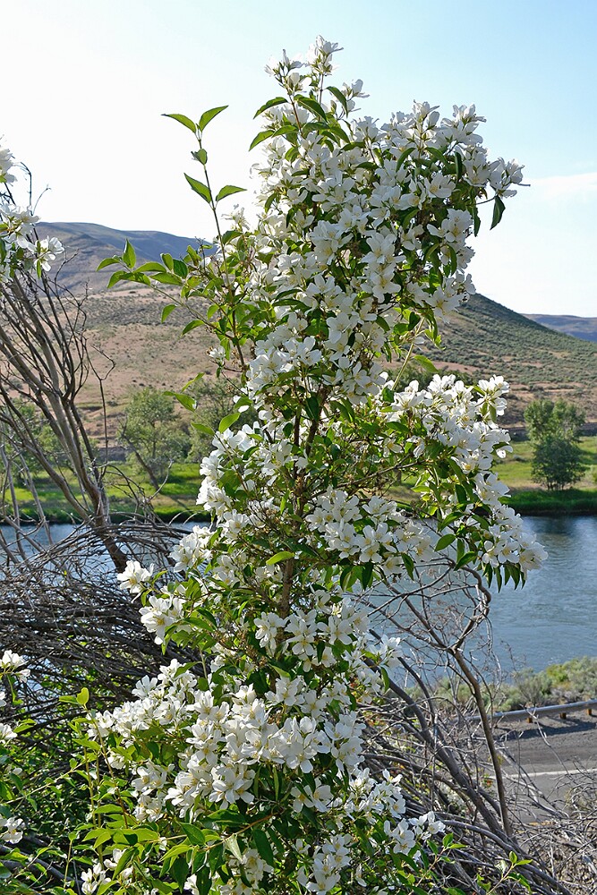 Philadelphus-lewisii Mock-orange-1