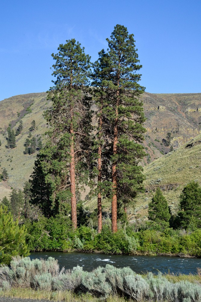 Pinus-ponderosa Ponderosa-pine