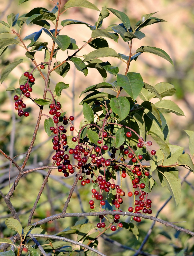 Prunus-virginiana Chokecherry 3