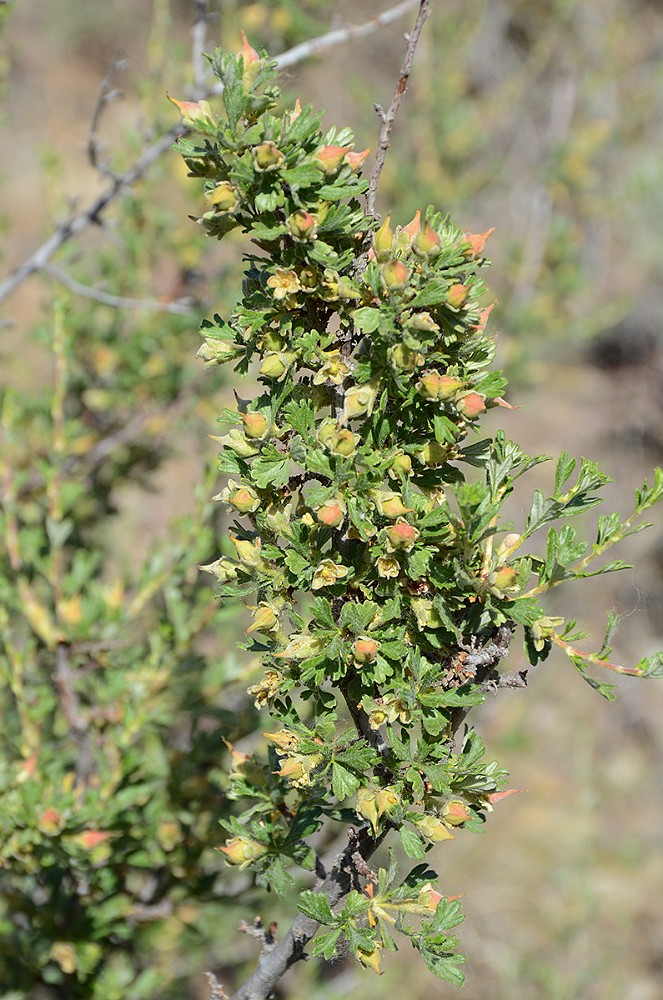 Purshia-tridentata Antelope-bitterbrush 5