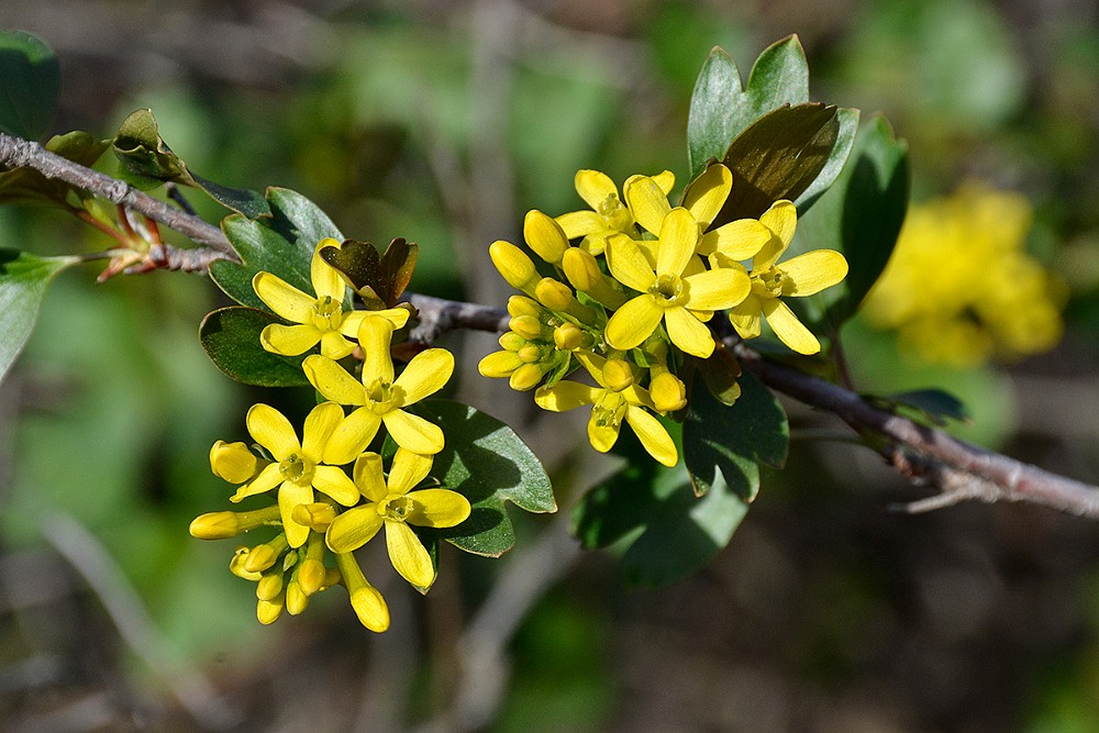 Ribes-aureum Golden currant 1