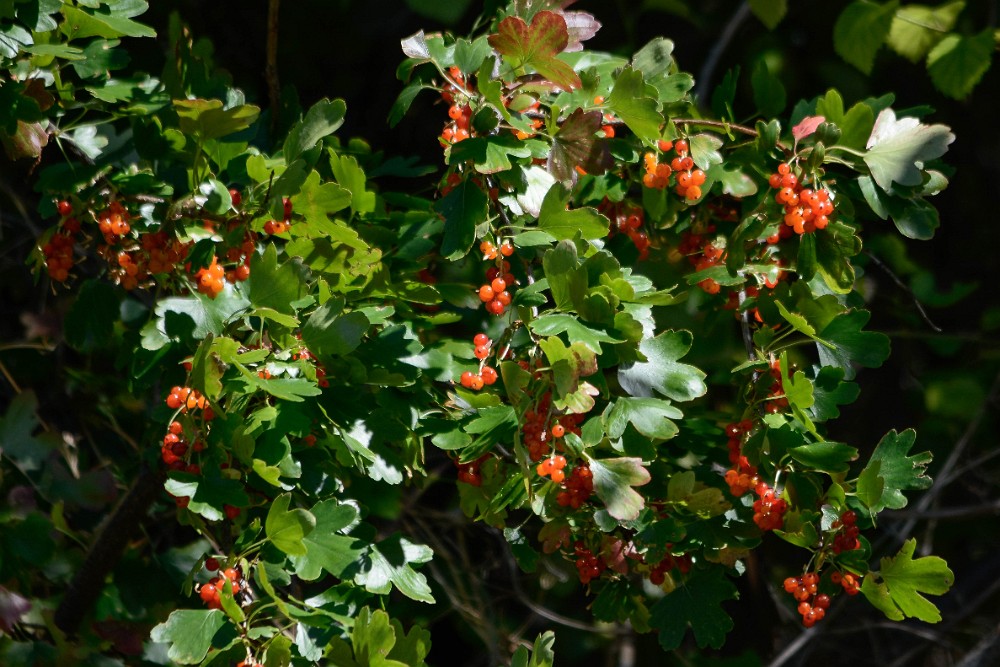 Ribes-aureum Golden currant 4