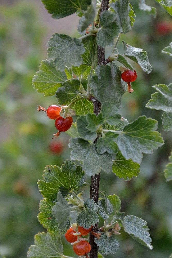 Ribes-cereum Wax-currant 2