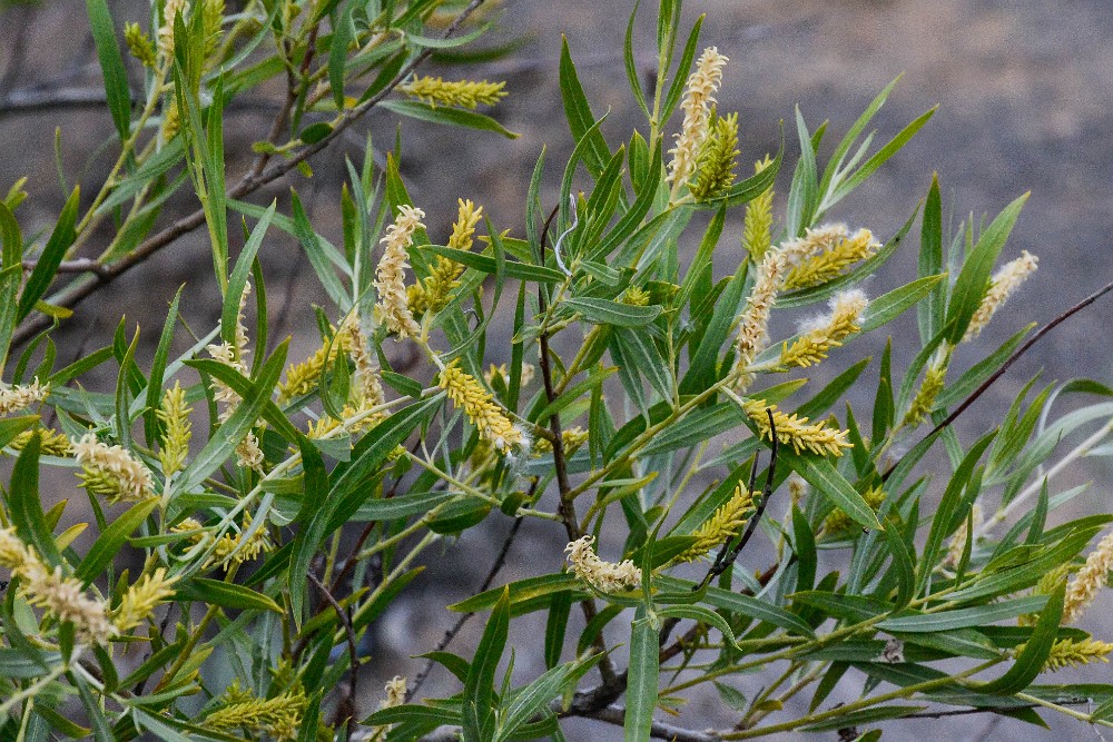 Salix-exigua Narrow-leaf-willow