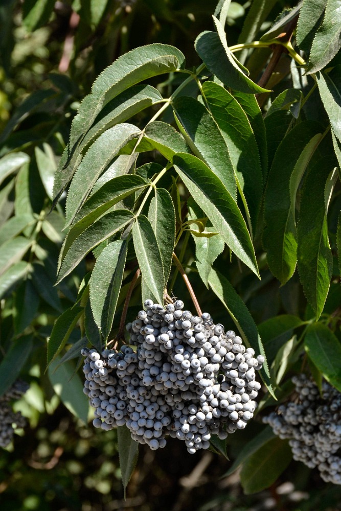 Sambucus-cerulea Elderberry 4