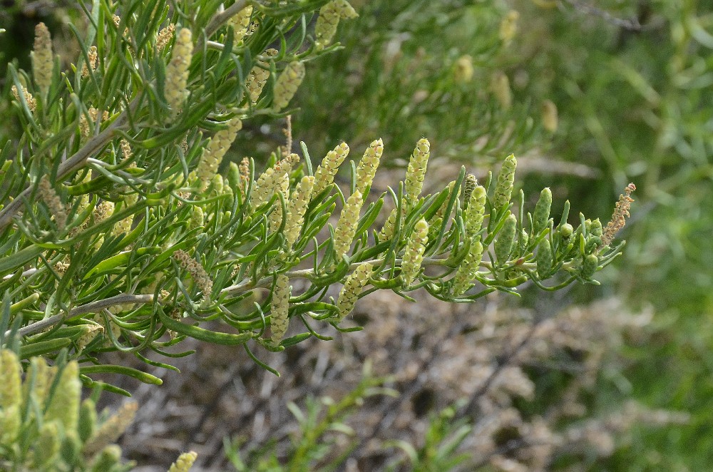 Sarcobatus-vermiculatus greasewood 3