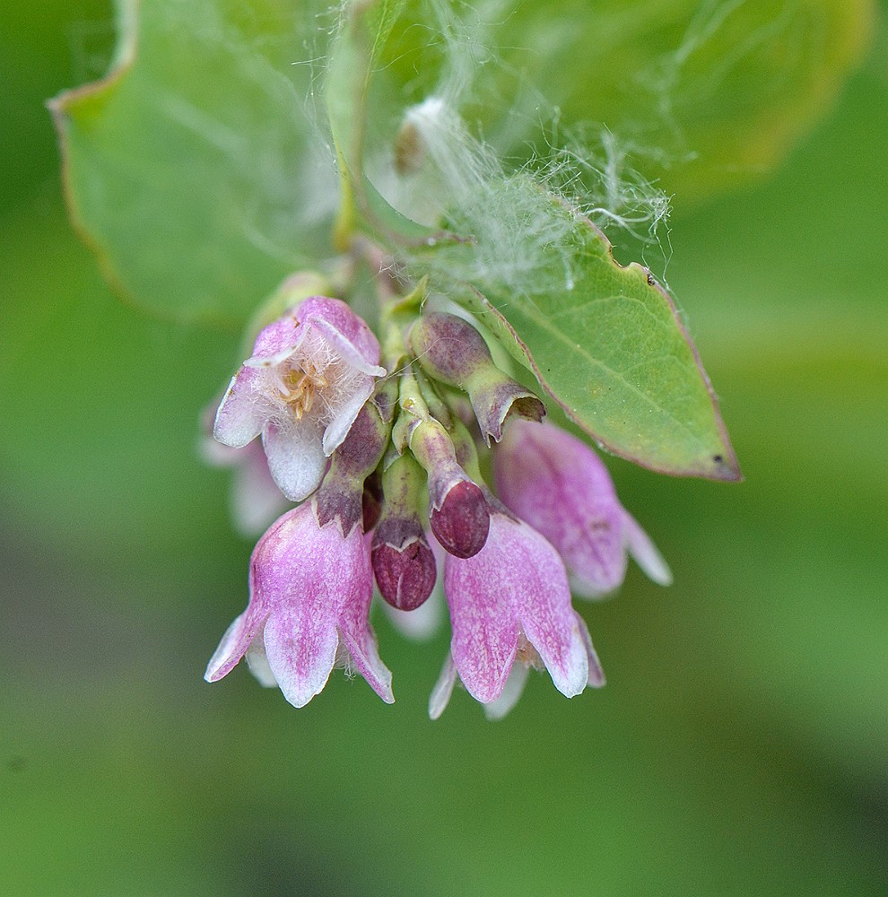 Symphoricarpos-albus Common-snowberry 2