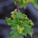 Acer-glabrum Rocky-mountain-maple