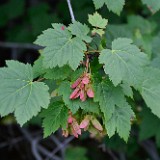 Acer-glabrum Rocky-mountain-maple 1