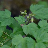 Acer-glabrum Rocky-mountain-maple 2