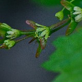 Acer-glabrum Rocky-mountain-maple 3