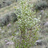 Amelanchier-alnifolia Western-serviceberry 1