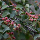 Amelanchier-alnifolia Western-serviceberry 4