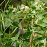 Apocynum-cannabinum Indian-hemp 1