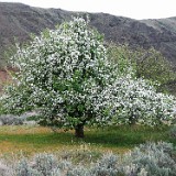 Apple tree