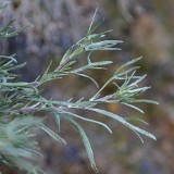 Artemisia-rigida Scabland-sagebrush 3