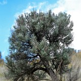 Artemisia-tridentata Big-sagebrush