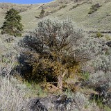 Artemisia-tridentata Big-sagebrush 1