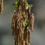 Betula-occidentalis Water-birch 1