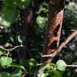 Betula-occidentalis Water-birch 3