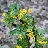 Mahonia-aquifolium Oregon-grape 1