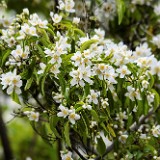 Philadelphus-lewisii Mock-orange