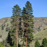 Pinus-ponderosa Ponderosa-pine