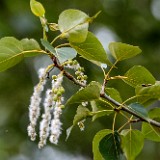 Populus-trichocarpa Black-cottonwood