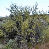 Antelope bitterbrush - Purshia tridentata