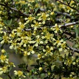 Purshia-tridentata Antelope-bitterbrush 3