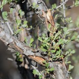 Purshia-tridentata Antelope-bitterbrush 4