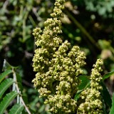 Rhus-glabra Smooth-sumac 2