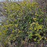 Ribes-aureum Golden currant