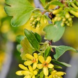 Ribes-aureum Golden currant 2