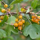 Ribes-aureum Golden currant 3a