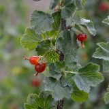 Ribes-cereum Wax-currant 2